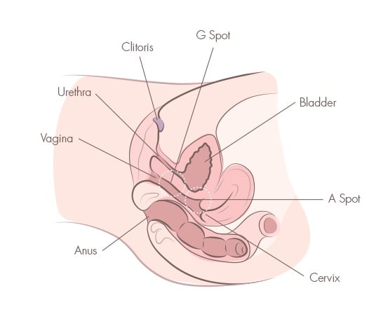 Cervix position