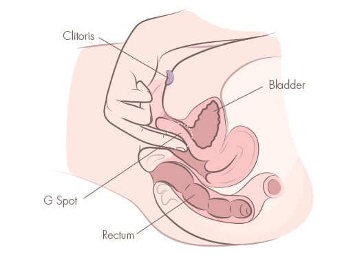 G spot cross section masturating