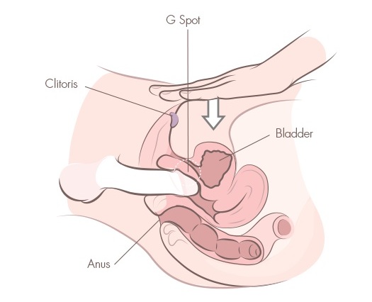 G Spot Organisms Positions