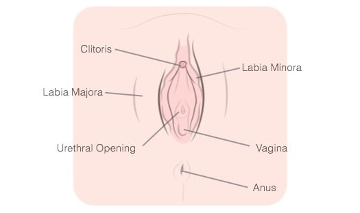 how-to-finger-yourself-vagina-diagram