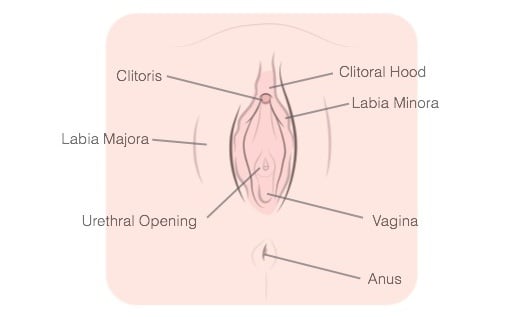 how-to-masturbate-vagina-labeled