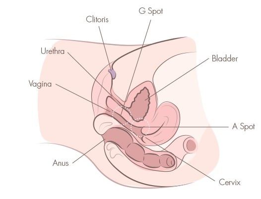 How To Find Stimulate Your A Spot To Orgasm 18 A Spot Positions