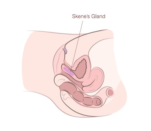 skenes-gland-g-spot