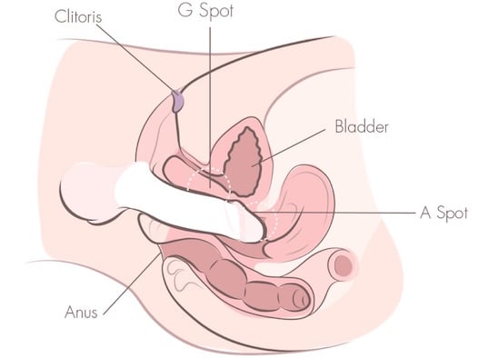 deep penetration g spot a spot cross section vagina illustration